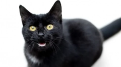 Kako razumeti, kaj hoče mačka